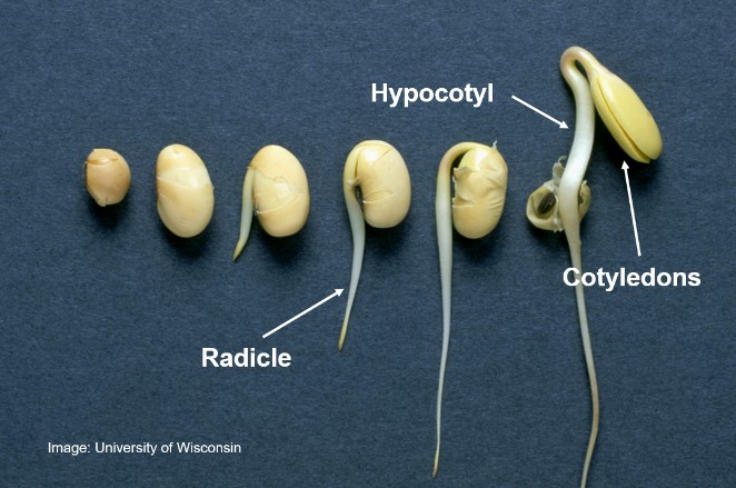 Early Season Soybean Growth And Development